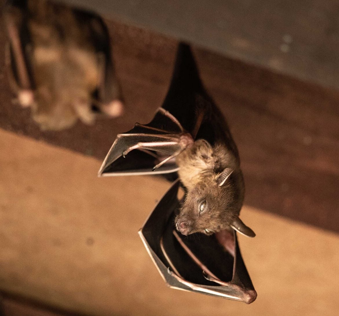 Wildlife-Bats in Birmingham